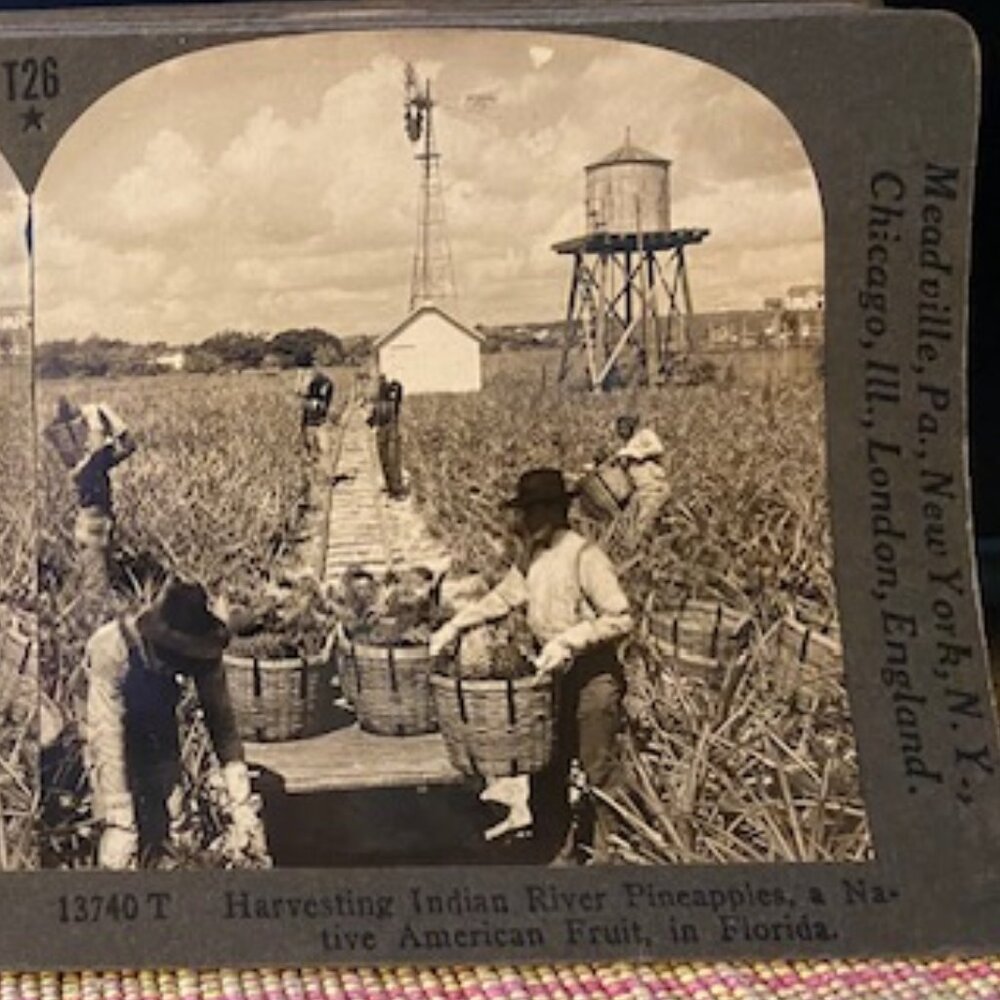 Harvesting Indian River Pineapples, c1910, Florida, Agriculture, Stereoview
